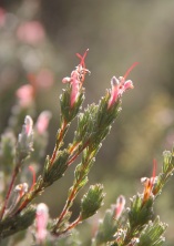 Kangaroo Island Gland-flower (Adenanthos macropodiana), endemic to KI