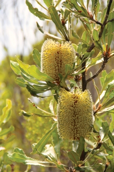 Desert Banksia (Banksia ornata)