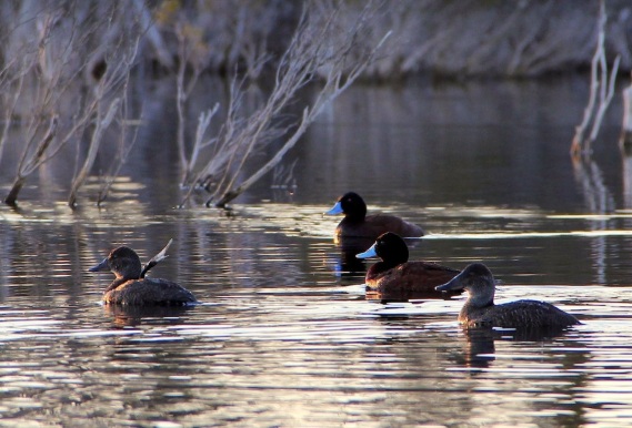 Blue-billed Ducks (Oxyura australis) on our lagoon, a Near Threatened species