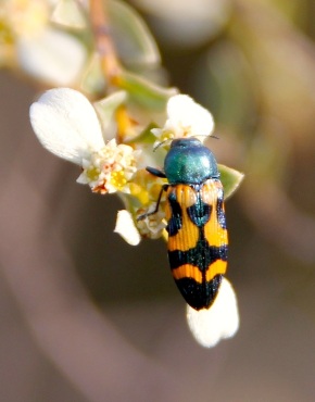 Jewel beetle (Castiarina flavopicta) feeding on Shining Spyridium (Spyridium nitidum)