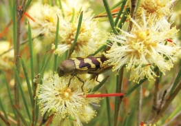 Jewel beetle (Castiarina simulata) feeding on Broombush (Melaleuca uncinata) blossom
