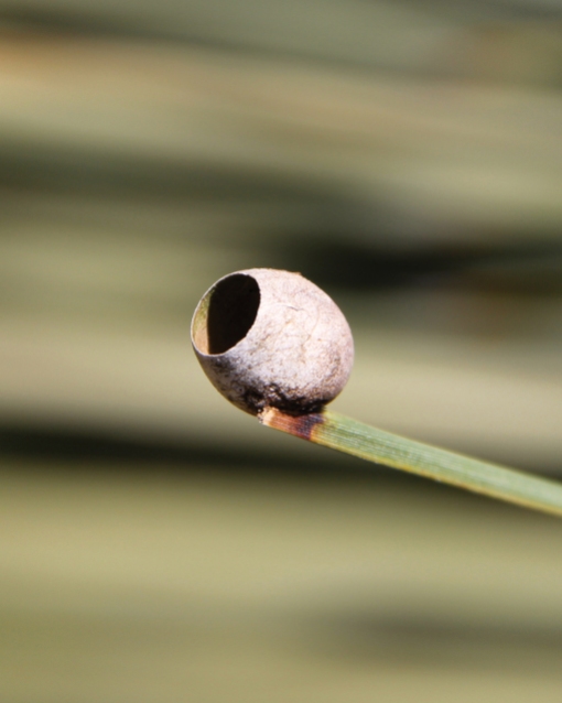 A cocoon on a yacca leaf tip, spun by a Cup Moth larva, Doratifera sp. The moth has neatly excised the cap and emerged.