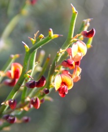 Leafless Bitter-pea (Daviesia brevifolia)