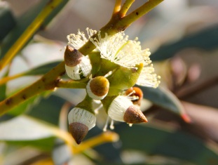Coastal White Mallee (Eucalyptus diversifolia) flowers with caps about to drop off