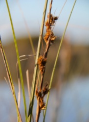 Cutting-grass (Gahnia trifida)