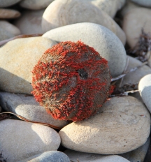 Sea urchin, Wreckers Beach