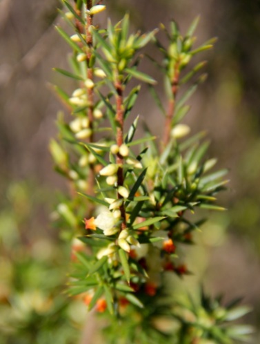 Kangaroo Island Brush Heath (Brachyloma ericoides subsp. bicolor), endemic to KI