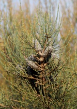 Kangaroo Island Oak-bush (Allocasuarina muelleriana ssp. notocolpica), endemic to KI