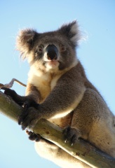Koala in the yard. Koalas aren’t native to KI, they were introduced in the 1920s. The population boomed and overbrowsing has caused large areas of eucalypts to die.