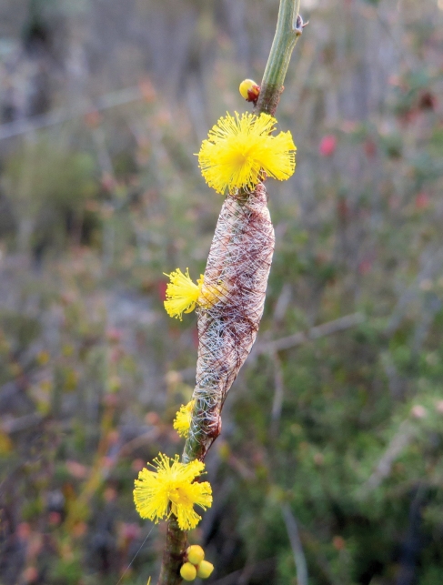 A moth cocoon spun around Spiny Wattle (Acacia spinescens) inflorescences
