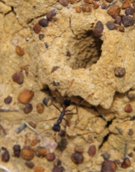Myrmecia ant, which can sting, as well as bite