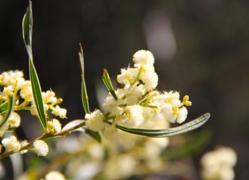 Myrtle Wattle (Acacia myrtifolia)