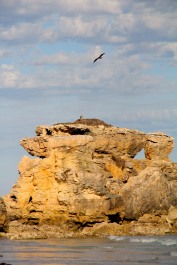 Osprey (Pandion haliaetus), Wreckers Beach, a sketch of this nest was drawn by a survivor of the Osmanli shipwreck of 1853.