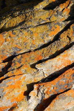 Rocks with lichen, Wheatons Beach, D'Estrees Bay
