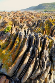Rocks with lichen, Wheatons Beach, D'Estrees Bay