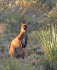 Kangaroo Island's endemic subspecies of the Western Grey Kangaroo (Macropus fuliginosus fuliginosus) on our powerline track