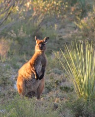 Kangaroo Island's endemic subspecies of the Western Grey Kangaroo (Macropus fuliginosus fuliginosus) on our powerline track