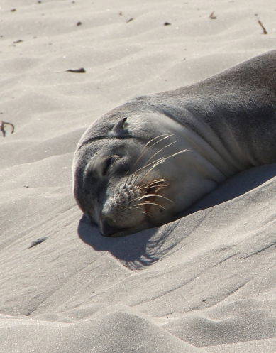 An Australian Sea Lion (Neophoca cinerea) sleeping on the beach at Seal Bay Conservation Park, a well-earned rest after days feeding at sea.
