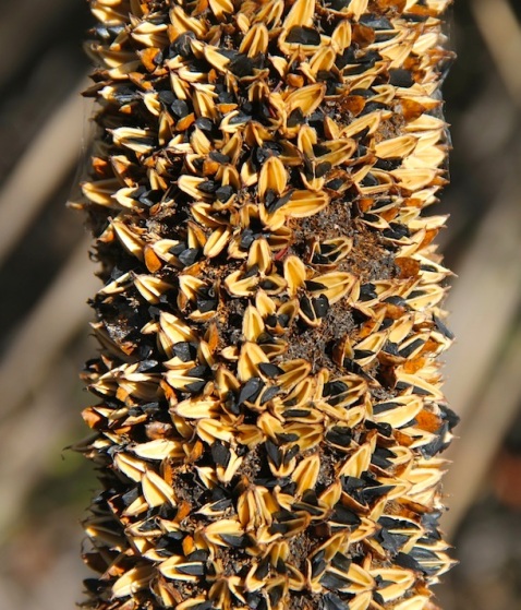 Seeding yacca flower spike (Xanthorrhoea semiplana ssp. tateana)
