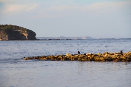 Sooty Oystercatchers, Wheatons Beach, D'Estrees Bay
