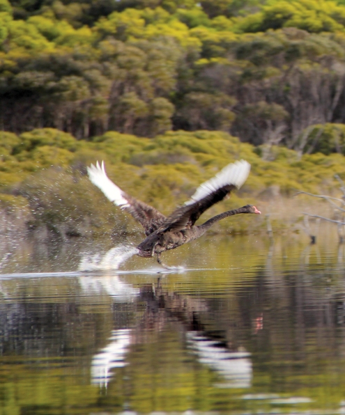 Black Swan (Cygnus atratus) taking flight on our lagoon