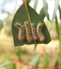 Bombycoid moth larvae gathered on a Eucalyptus leaf they are eating