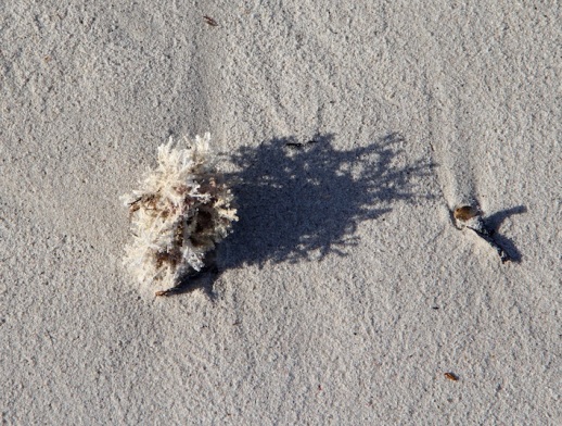 Seaweed on Wheatons Beach, D'Estrees Bay