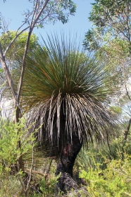 One of our huge old Yaccas (Xanthorrhoea semiplana ssp. tateana)