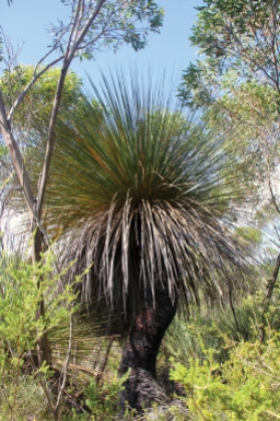 One of our huge old Yaccas (Xanthorrhoea semiplana ssp. tateana)